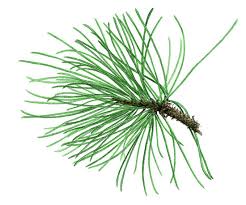 Attēlu rezultāti vaicājumam “Pinus nigra”