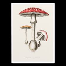 Attēlu rezultāti vaicājumam “Amanita muscaria”