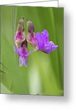 Attēlu rezultāti vaicājumam “Lathyrus palustris flower”