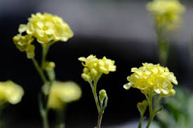 Image result for Alyssum saxatile