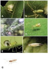 Attēlu rezultāti vaicājumam “Phylloneta sp.”