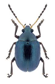 Attēlu rezultāti vaicājumam “Chrysomelidae”