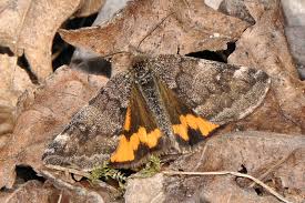 Attēlu rezultāti vaicājumam “Boudinotiana notha”