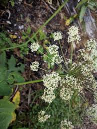 Attēlu rezultāti vaicājumam “Laserpitium latifolium leaf”