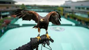 Image result for Wimbledon Hawks