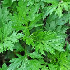 Image result for Artemisia vulgaris