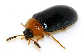 Attēlu rezultāti vaicājumam “Tetratoma fungorum”