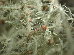 Attēlu rezultāti vaicājumam “Biatoropsis usnearum”