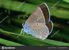 Attēlu rezultāti vaicājumam “Cyaniris semiargus”