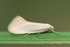 Attēlu rezultāti vaicājumam “Elachista argentella”