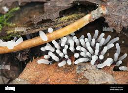 Attēlu rezultāti vaicājumam “Stemonitopsis typhina”