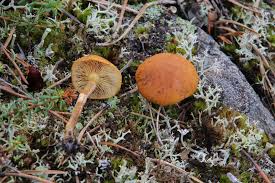 Attēlu rezultāti vaicājumam “Gymnopilus sapineus”