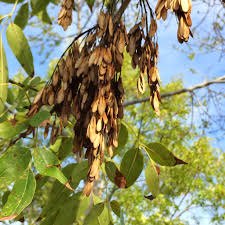 Attēlu rezultāti vaicājumam “Fraxinus pennsylvanica fruit”