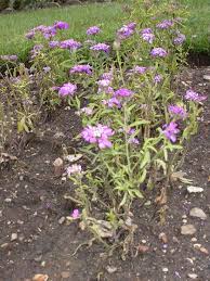 Image result for Iberis umbellata