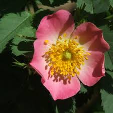 Image result for Rosengewächse