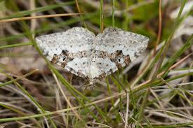 Attēlu rezultāti vaicājumam “Xanthorhoe montanata”