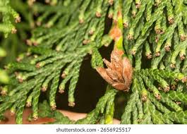 Attēlu rezultāti vaicājumam “Thuja occidentalis leaf”