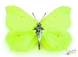 Attēlu rezultāti vaicājumam “Gonepteryx rhamni”