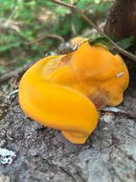 Attēlu rezultāti vaicājumam “Hapalopilus croceus”