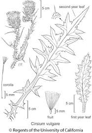 Attēlu rezultāti vaicājumam “Cirsium vulgare flower”