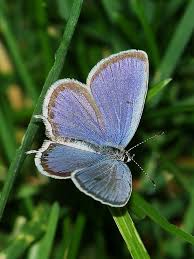 Attēlu rezultāti vaicājumam “Everes argiades”