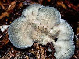 Attēlu rezultāti vaicājumam “Postia floriformis”