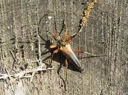 Attēlu rezultāti vaicājumam “Stenocorus meridianus”