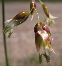 Attēlu rezultāti vaicājumam “Hierochloe odorata flower”