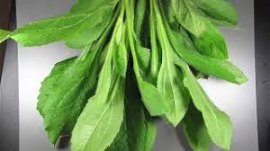 Attēlu rezultāti vaicājumam “Rudbeckia hirta var. hirta leaf”