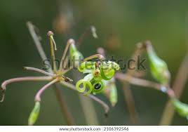 Attēlu rezultāti vaicājumam “Blysmus compressus fruit”