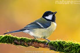 Attēlu rezultāti vaicājumam “Parus major”