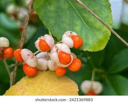 Attēlu rezultāti vaicājumam “Euonymus fruit”