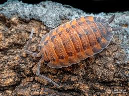 Attēlu rezultāti vaicājumam “Porcellio scaber”