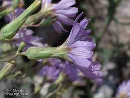 Attēlu rezultāti vaicājumam “Lactuca tatarica bud”