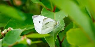 Attēlu rezultāti vaicājumam “Pieris rapae male”