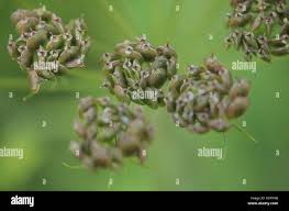 Attēlu rezultāti vaicājumam “Heracleum sphondylium subsp. sibiricum fruit”