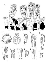 Attēlu rezultāti vaicājumam “Taphrina padi”