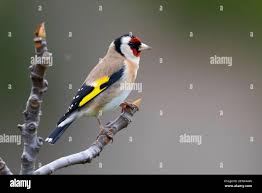 Attēlu rezultāti vaicājumam “Carduelis carduelis adult”