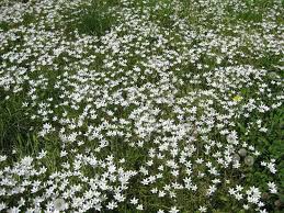 Attēlu rezultāti vaicājumam “Ornithogalum umbellatum flower”