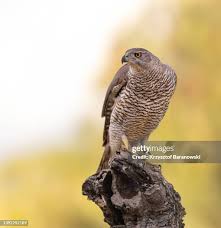 Attēlu rezultāti vaicājumam “Accipiter gentilis”