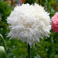 Image result for Papaver somniferum White Cloud