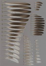 Attēlu rezultāti vaicājumam “Tringa totanus adult”