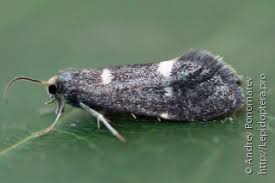 Attēlu rezultāti vaicājumam “Incurvariidae”