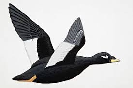 Attēlu rezultāti vaicājumam “Melanitta nigra”