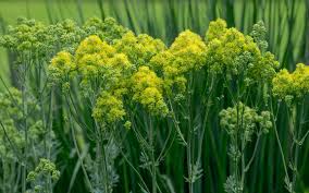 Attēlu rezultāti vaicājumam “Thalictrum flavum flower”