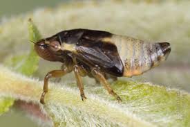 Attēlu rezultāti vaicājumam “Aphrophoridae imago”