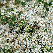 Attēlu rezultāti vaicājumam “Symphyotrichum x salignum flower”