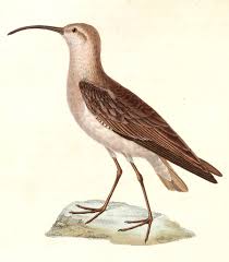 Attēlu rezultāti vaicājumam “Calidris ferruginea adult”