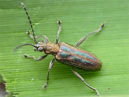 Attēlu rezultāti vaicājumam “Donacia”