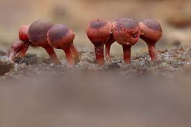 Attēlu rezultāti vaicājumam “Arcyria imperialis macro”